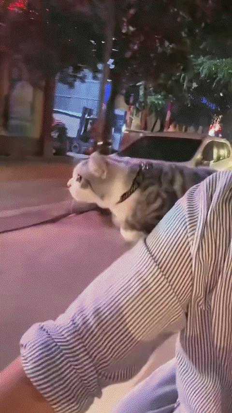 喵星人：我会飞啦，我会飞啦！[大笑]