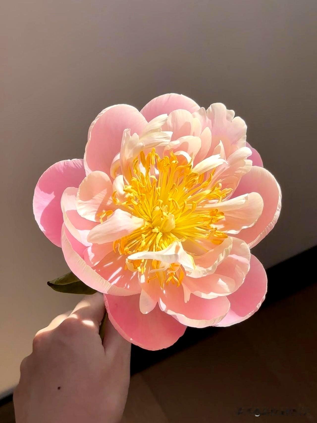 生日饭桌刚上热菜时，催婚话题被端了出来。外甥女没躲，掏手机摁了几下：29岁，深