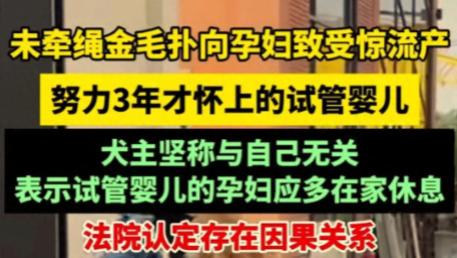 太可恨!未牵绳金毛扑向孕妇,致腹内试管婴儿流产,网友评论炸锅!