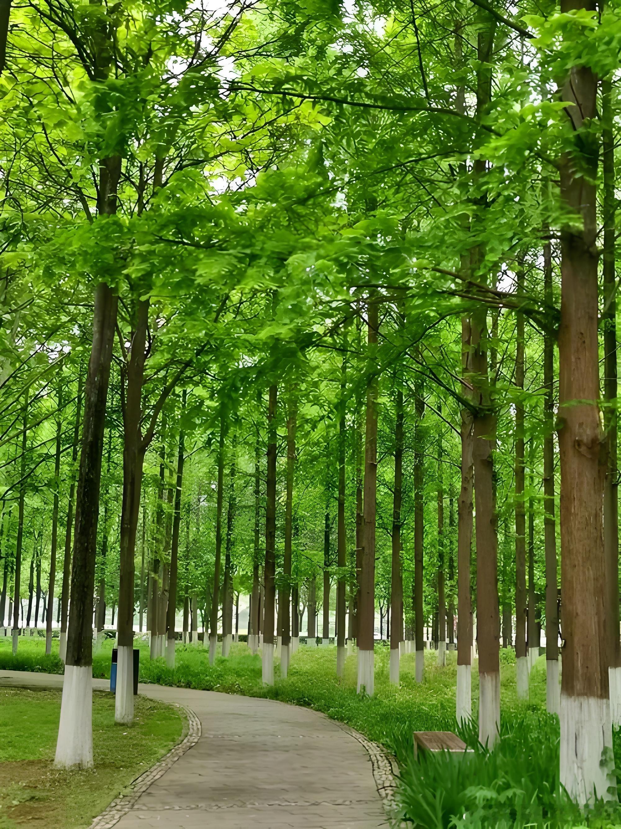 养病如养树一棵树要长得根深叶茂，从栽下的那一刻起，就离不开一段不被打扰的扎根时