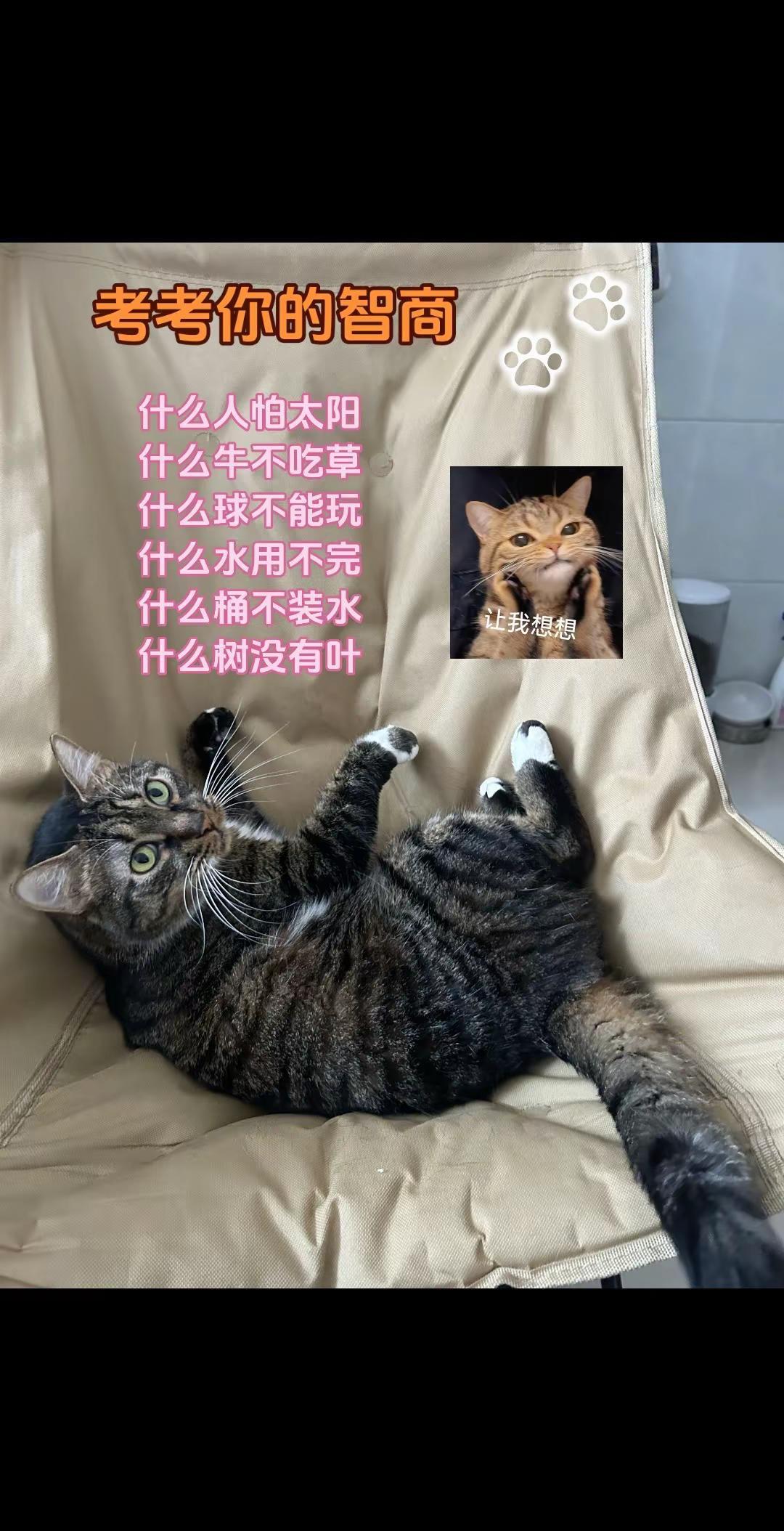 考考你的智商，看看谁能全部答对，答案写在评论区！脑筋急转弯猫咪日常