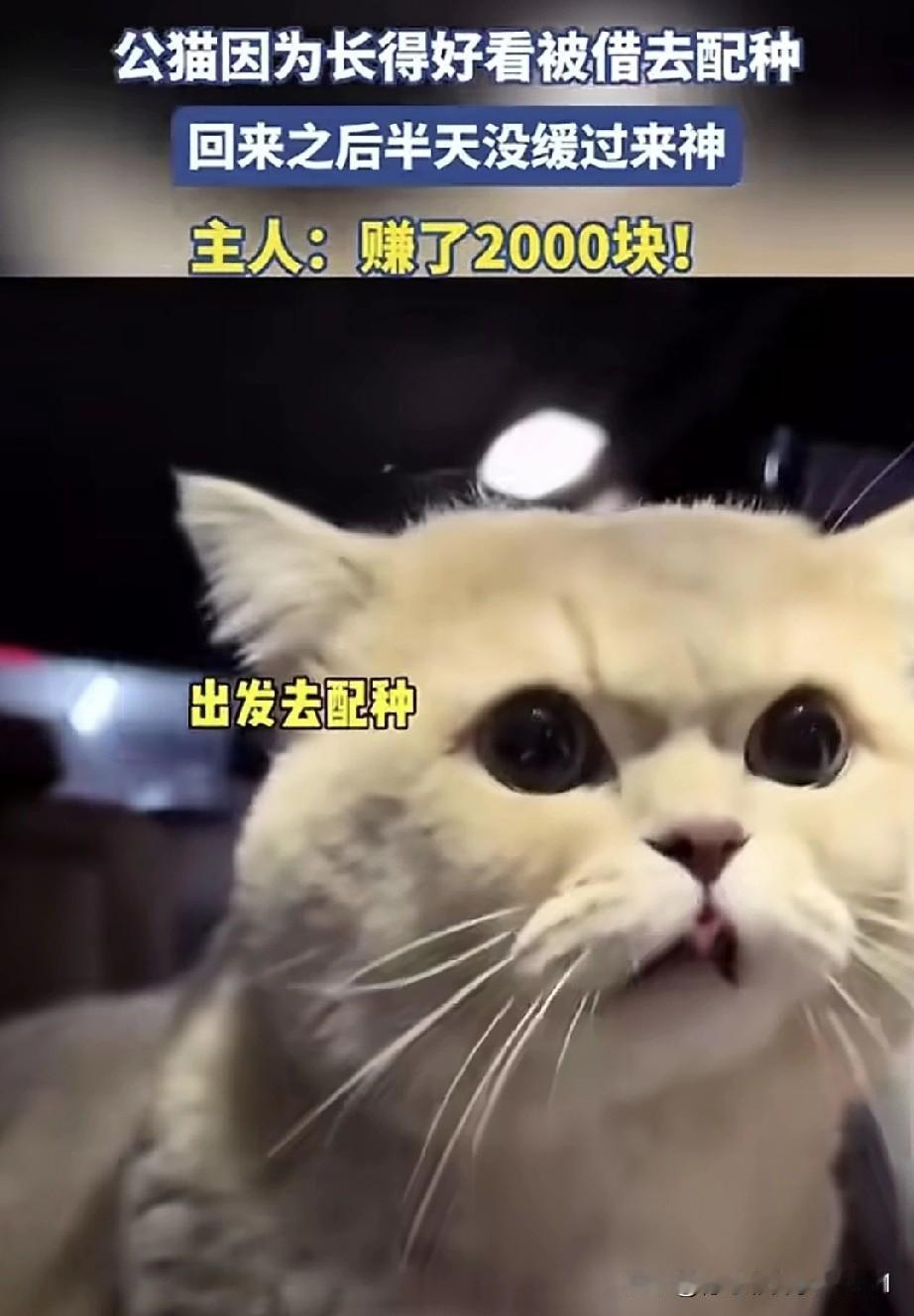 公猫因模样俊俏被借去配种，送回来后半天都缓不过劲儿。这猫心里琢磨着，这日子没法过
