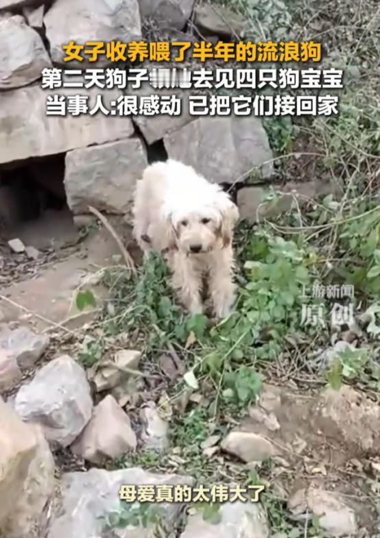 “太有灵性了！”河南，女子一直投喂流浪狗，看狗子怀孕了，就开玩笑说了句“能不能以