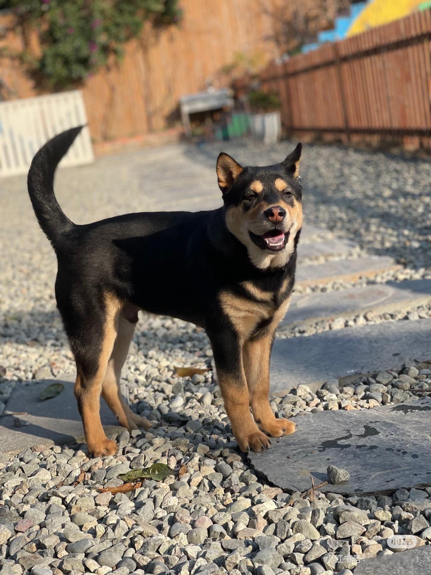 谁教你们这样寄养的哈哈哈，寄养的方式有100种，唯独这种我不能接受！宠物一定要美