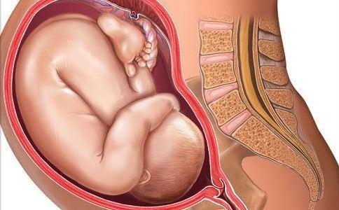 怀孕2到10个月的胎位图 原来宝宝在妈妈腹中是这样的