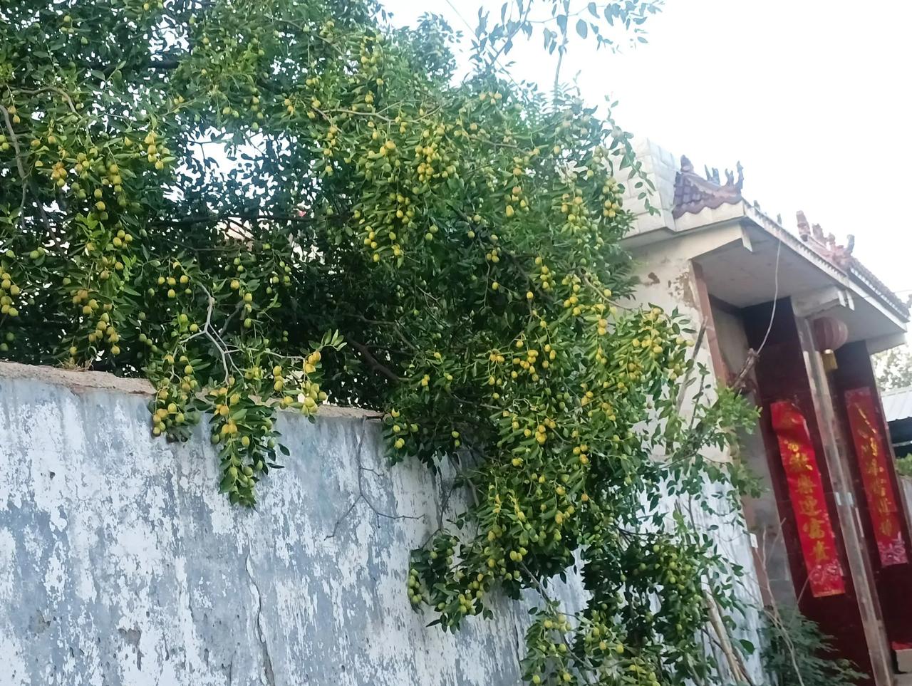农家小院！老家的院子边，还有瞎胡宅基地，没有盖房子，就种上了庄稼和菜，吃