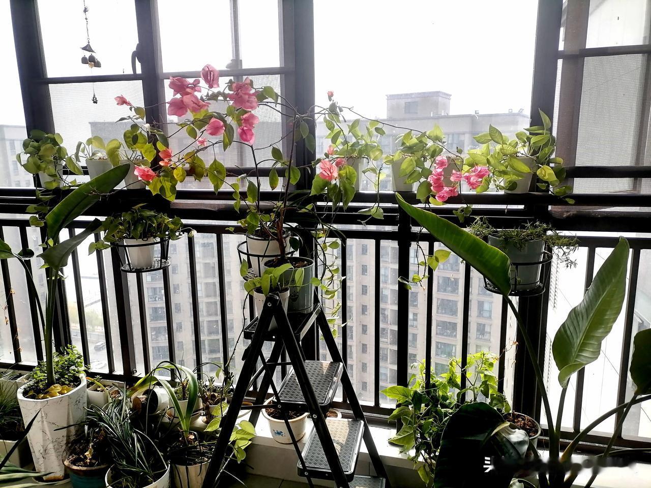 写给唯一一棵被我养活的开花的绿植——三角梅：大雪过后日未衰，阳台金线繁叶来。