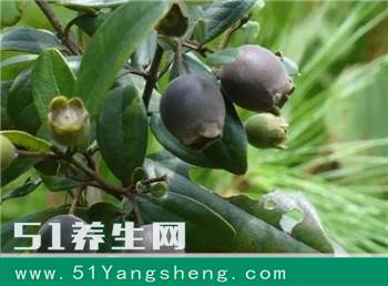 乡下才有的九种奇葩野果, 吃过四种以上算你厉害, 真是长见识了!