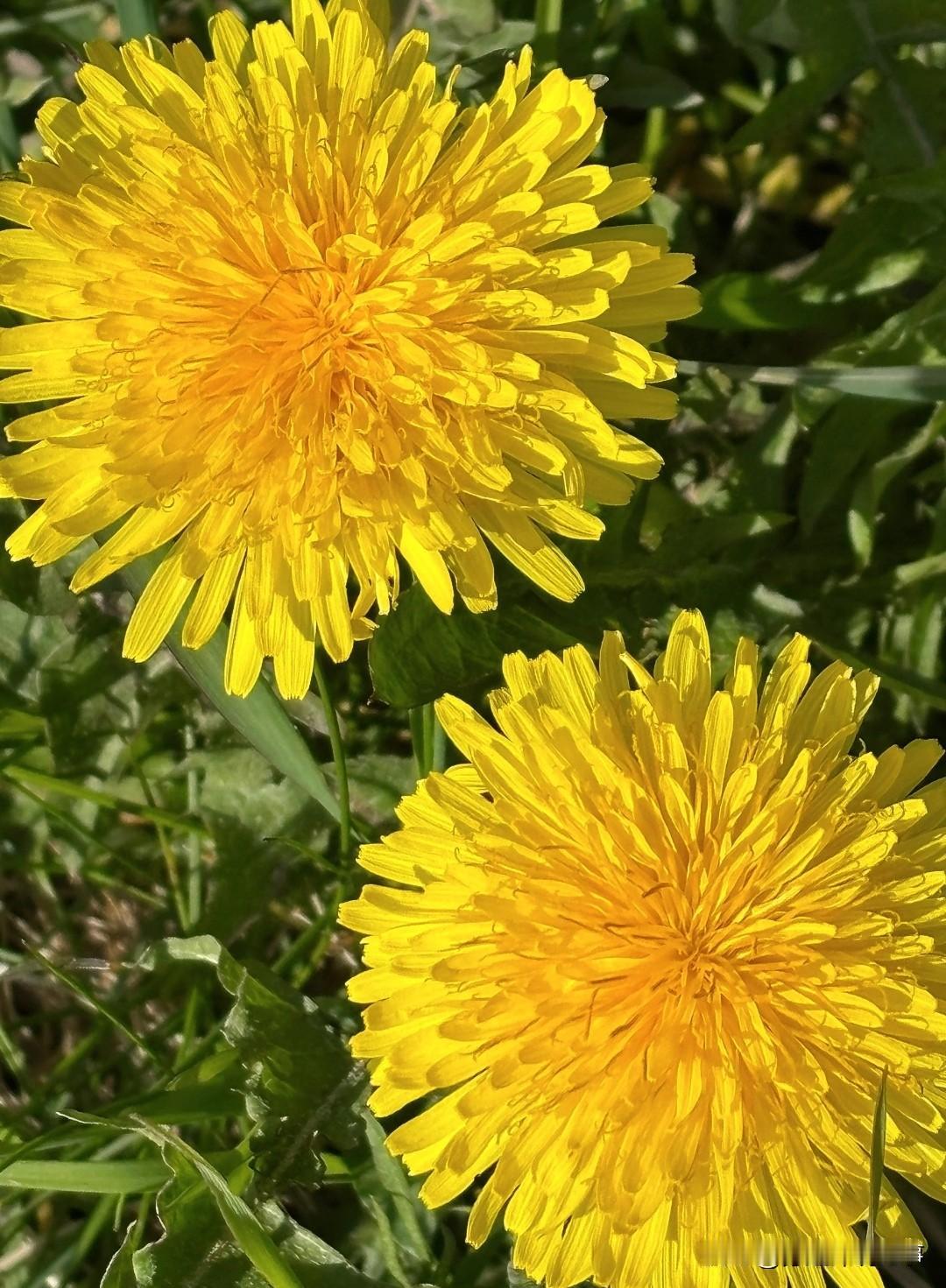 你可别小看它，咱们眼里路边的野草，在中医眼里那可是浑身是宝的“药草皇后”。