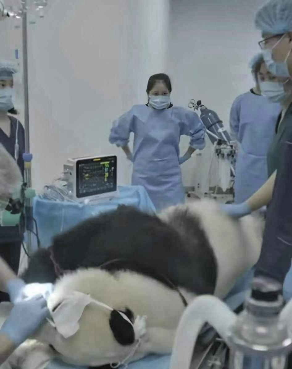 最近一只熊猫在医院做ct，结果全医院的医生都跑去撸猫了。医院CT室里，出现