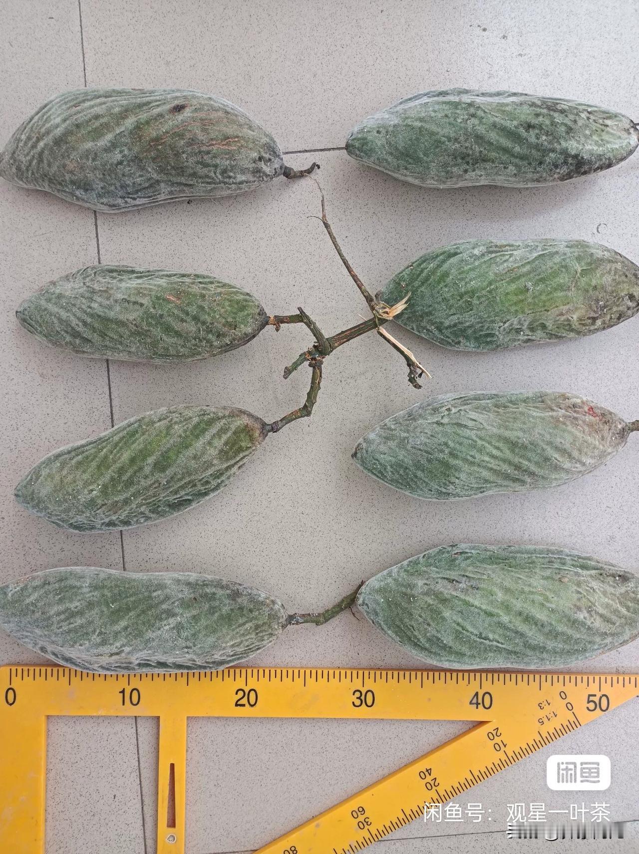 哀牢山猪腰豆，豆荚体长超过20公分，超大体型，无限接近25公分。