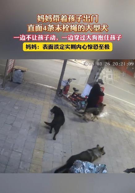 遛狗不拴绳的争议又炸锅了3月26日黑龙江街头，四条牛犊大的狗突然窜到母子面前。母