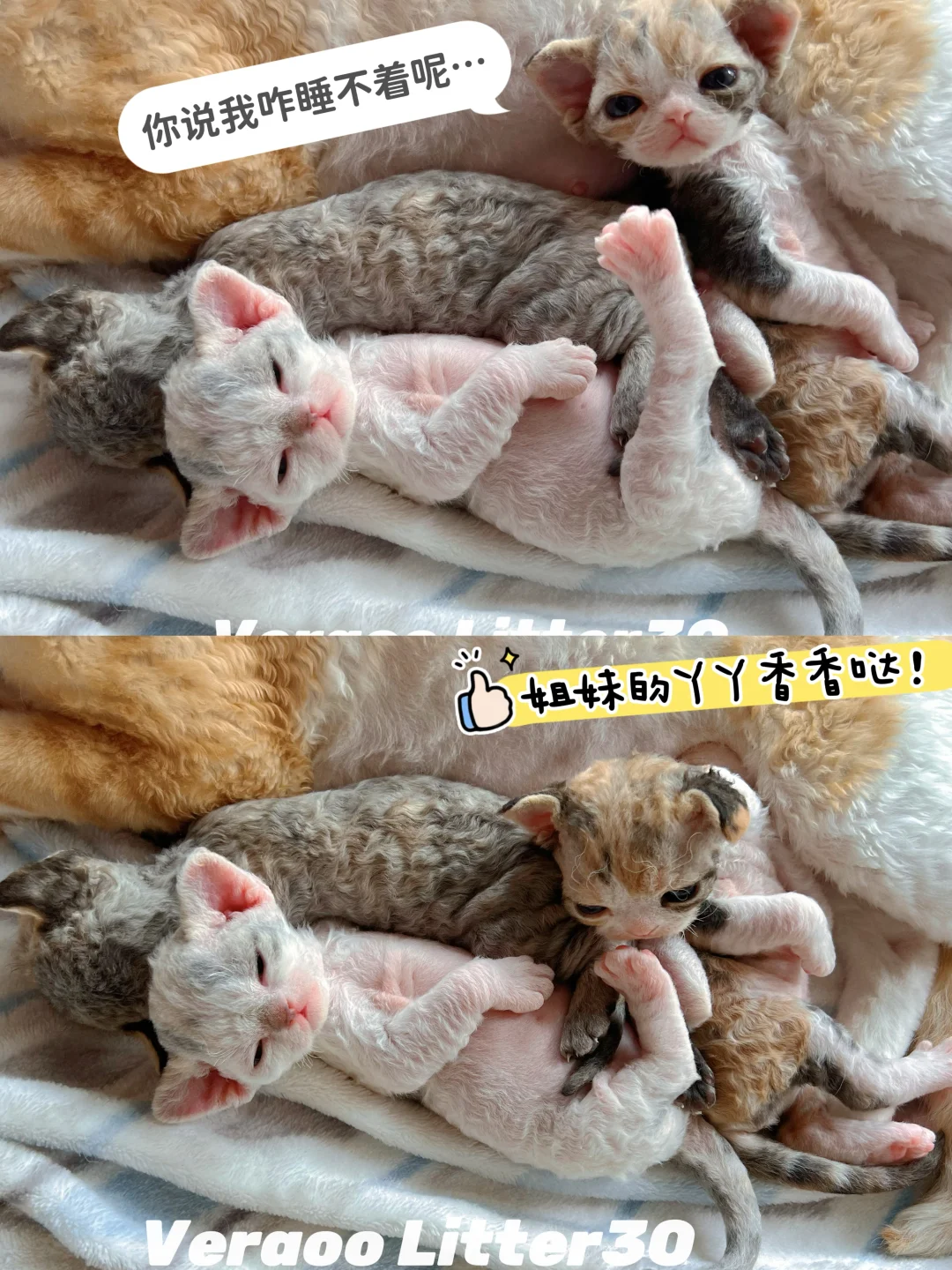 没睡觉的小显眼包｜德文卷毛猫