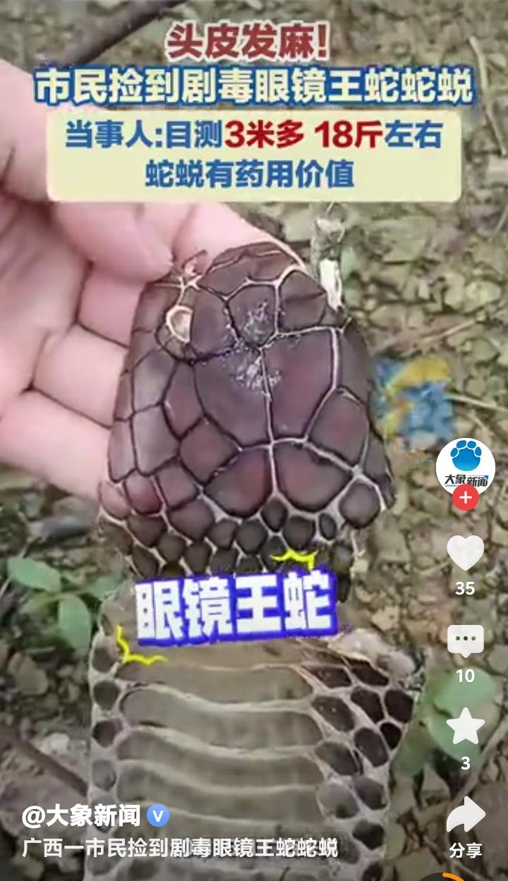 广西山林惊现3米多长眼镜王蛇蜕皮！市民徒手捡拾18斤珍稀药材，专家急呼：千万别学