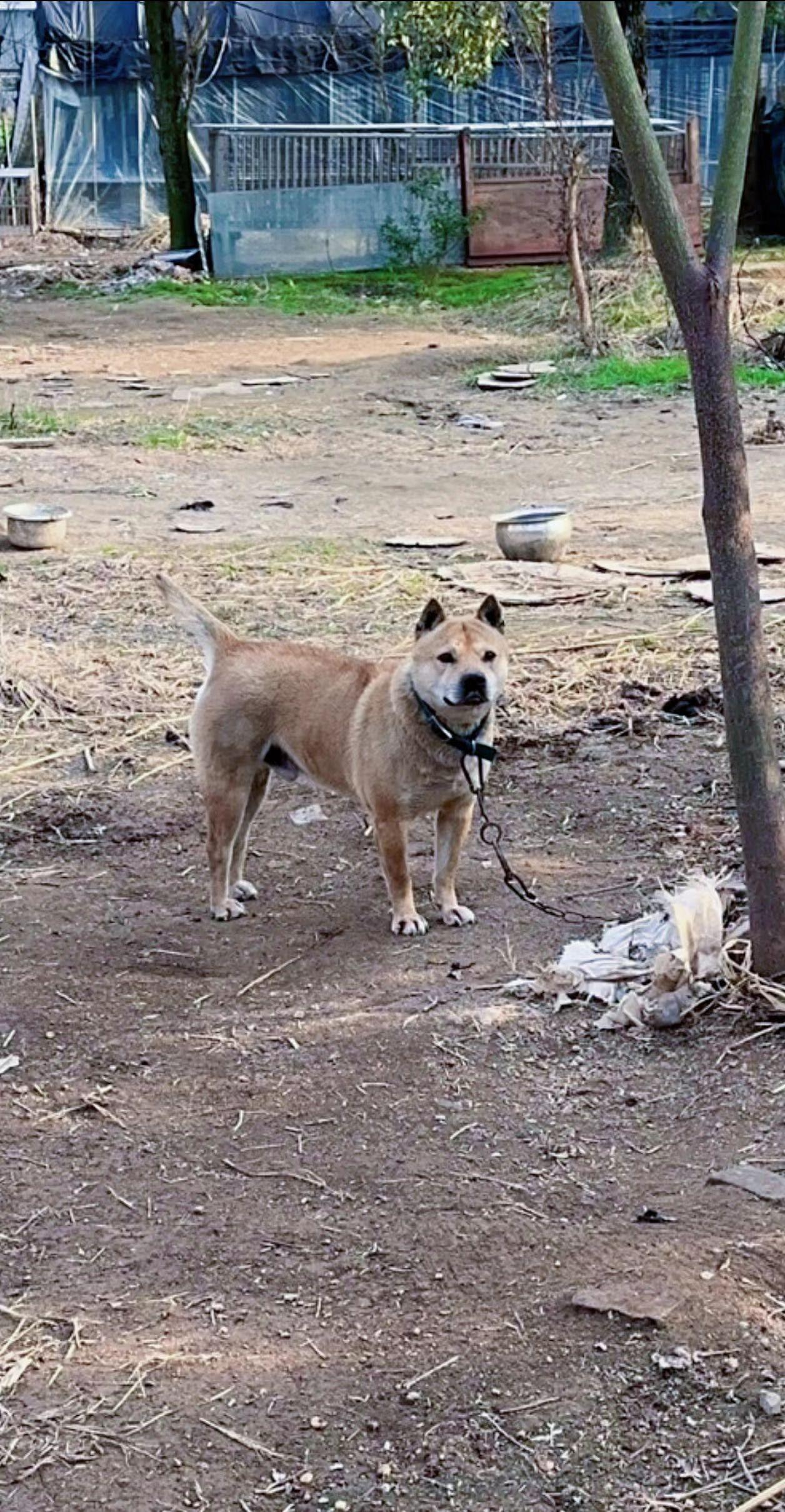 田园犬 萌宠 喜欢中华田园犬请关注 家有中华田园犬 呆萌可爱