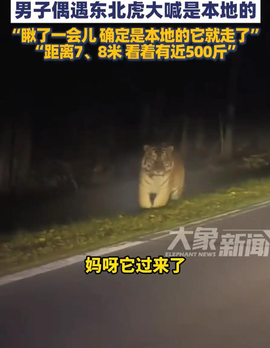吉林延边，一出租车司机拉客时，在野外看到一只东北虎，不过司机并没有害怕。反倒是摇