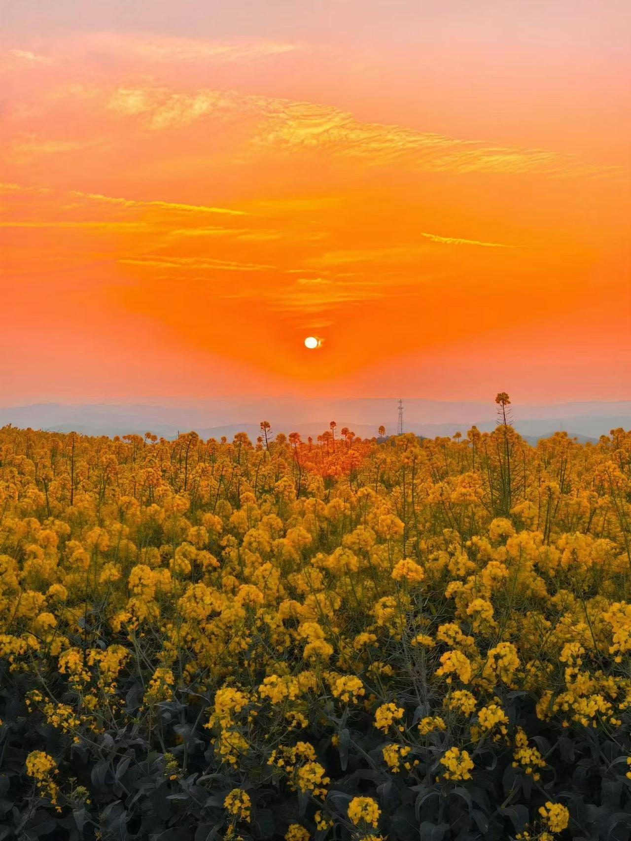 春天来了赏花的时节又到了春的季节花的芳香……都是奋斗的方向…