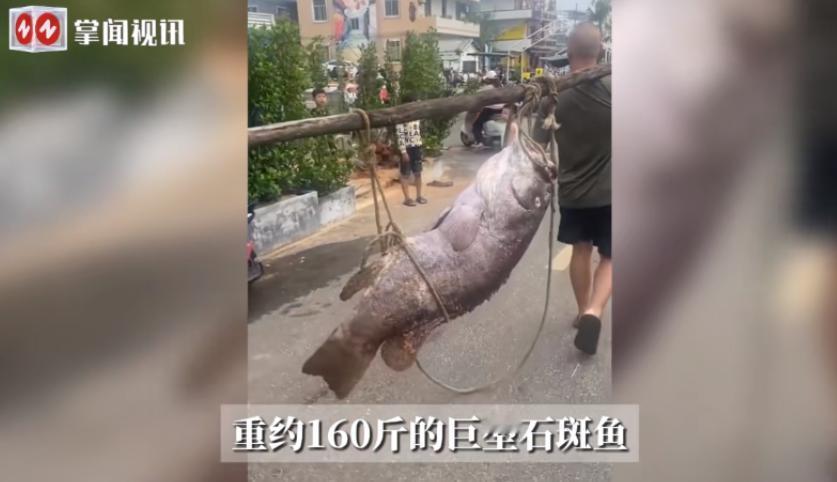 “简直赚翻了！”10月26日，海南海口一渔民在海上捕鱼时，一网下去竟捞上来一条1