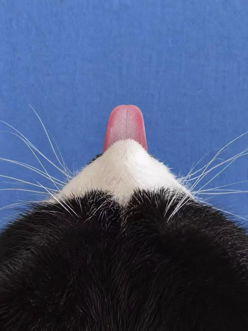 【奶牛猫】猫咪火山爆发🌋​​​