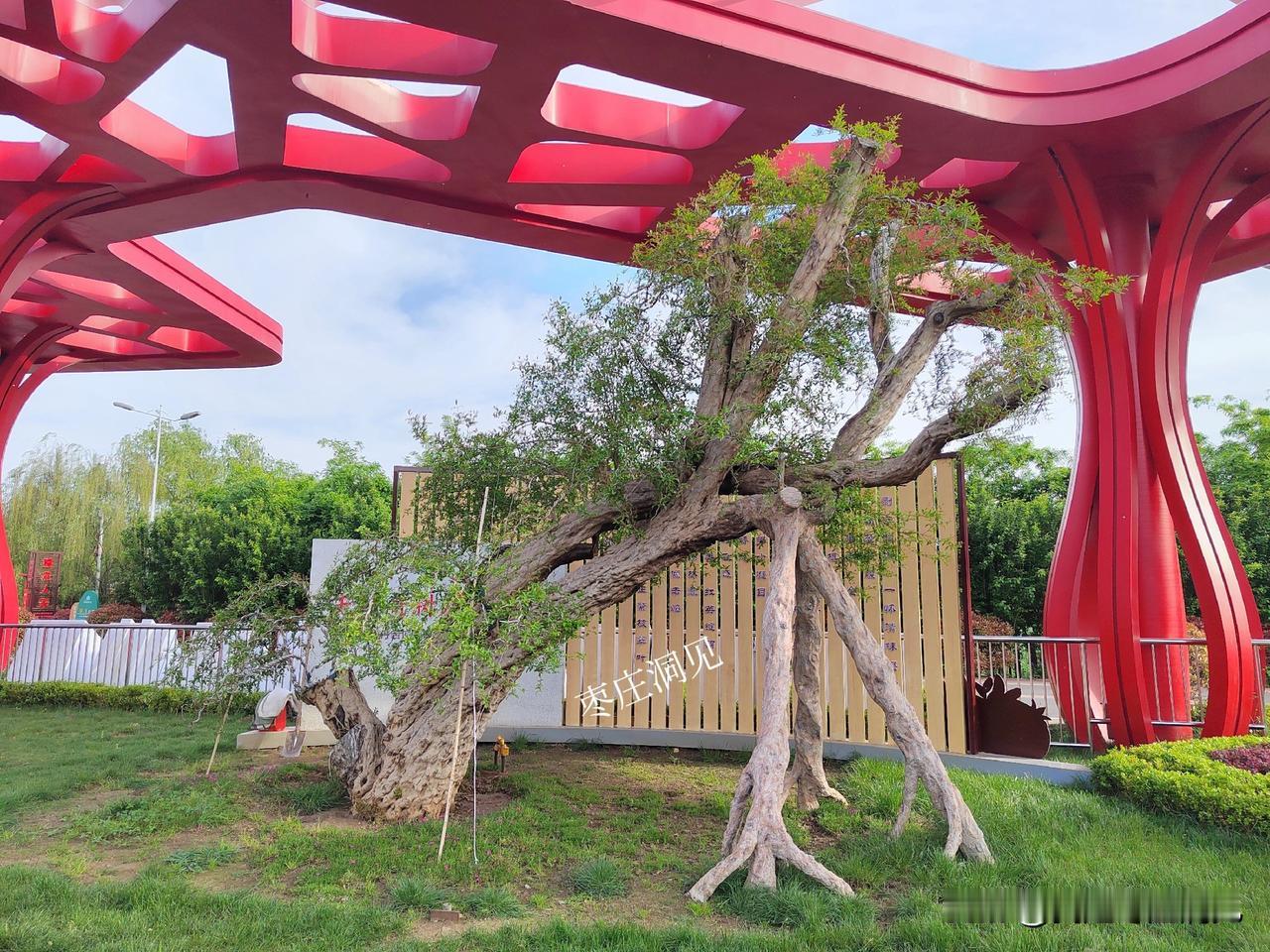 打卡“石榴王”｜位于枣庄石榴精品种植示范内的“镇园之宝”树龄约1000年，是冠世