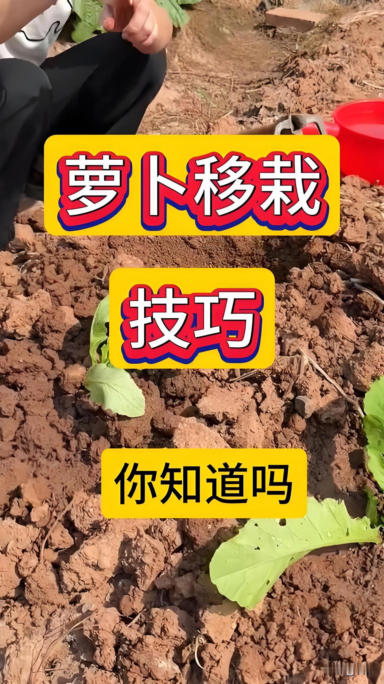 不少打理菜园的新手，看见地块有空缺苗窝，总打算移栽萝卜幼苗补齐空隙，这个做法并不