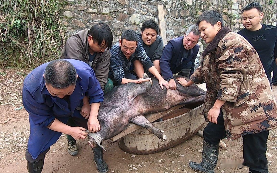 按猪有风险，杀猪需谨慎，四川省合江县70岁大爷杀“过年猪”，邀请同村66岁的大爷