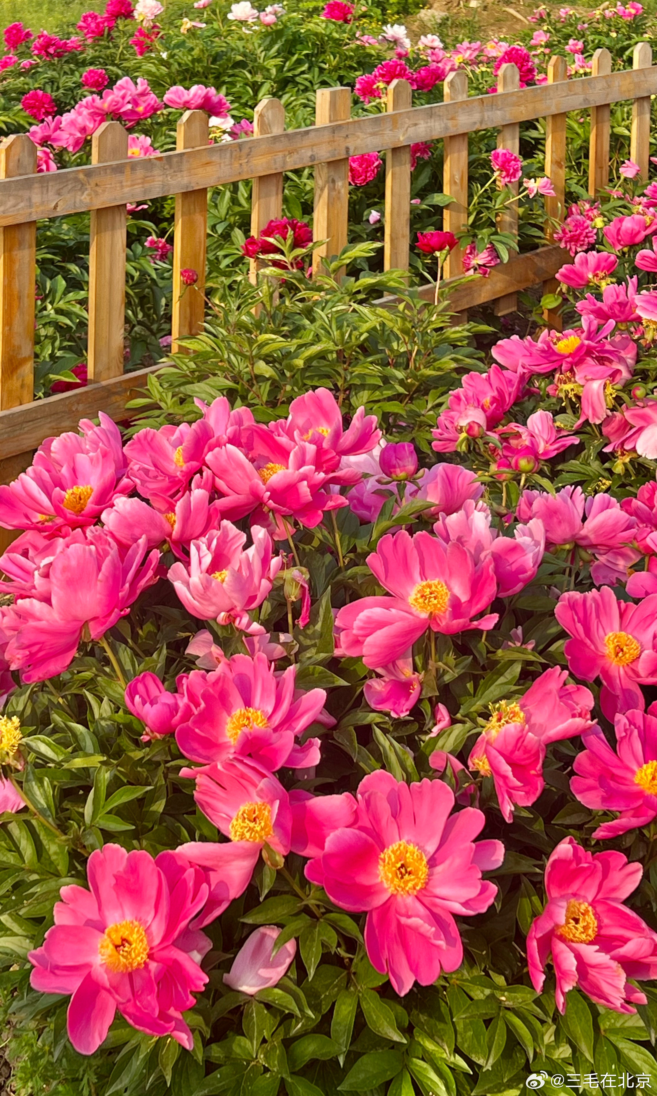 圆明园鸿慈永祜芍药花海摄影​​​