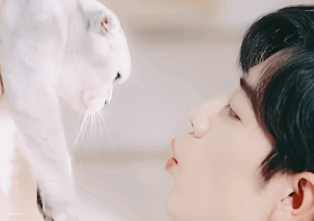 肖战好想魂穿这只小猫咪呀！太幸福了！​​​