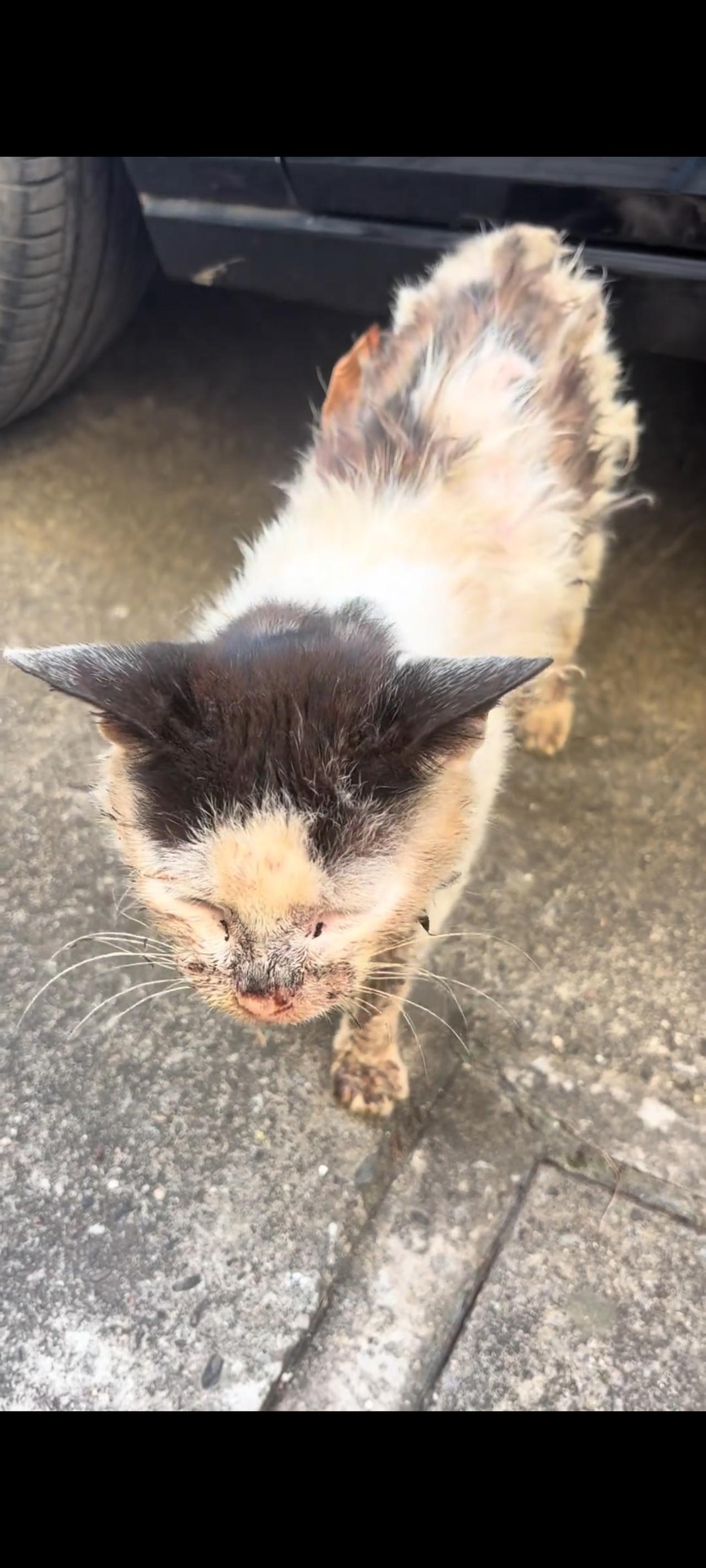 这只得了严重口炎还患上各种疾病的流浪猫，着实让面前的爱心人士心疼不已！不知道