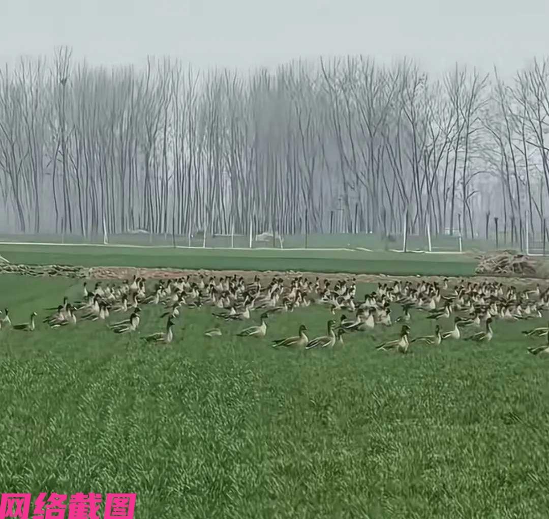 河南有男子到自家的小麦地里劳作，突然看到天空有大雁落下，男子没有阻拦而是在一旁看
