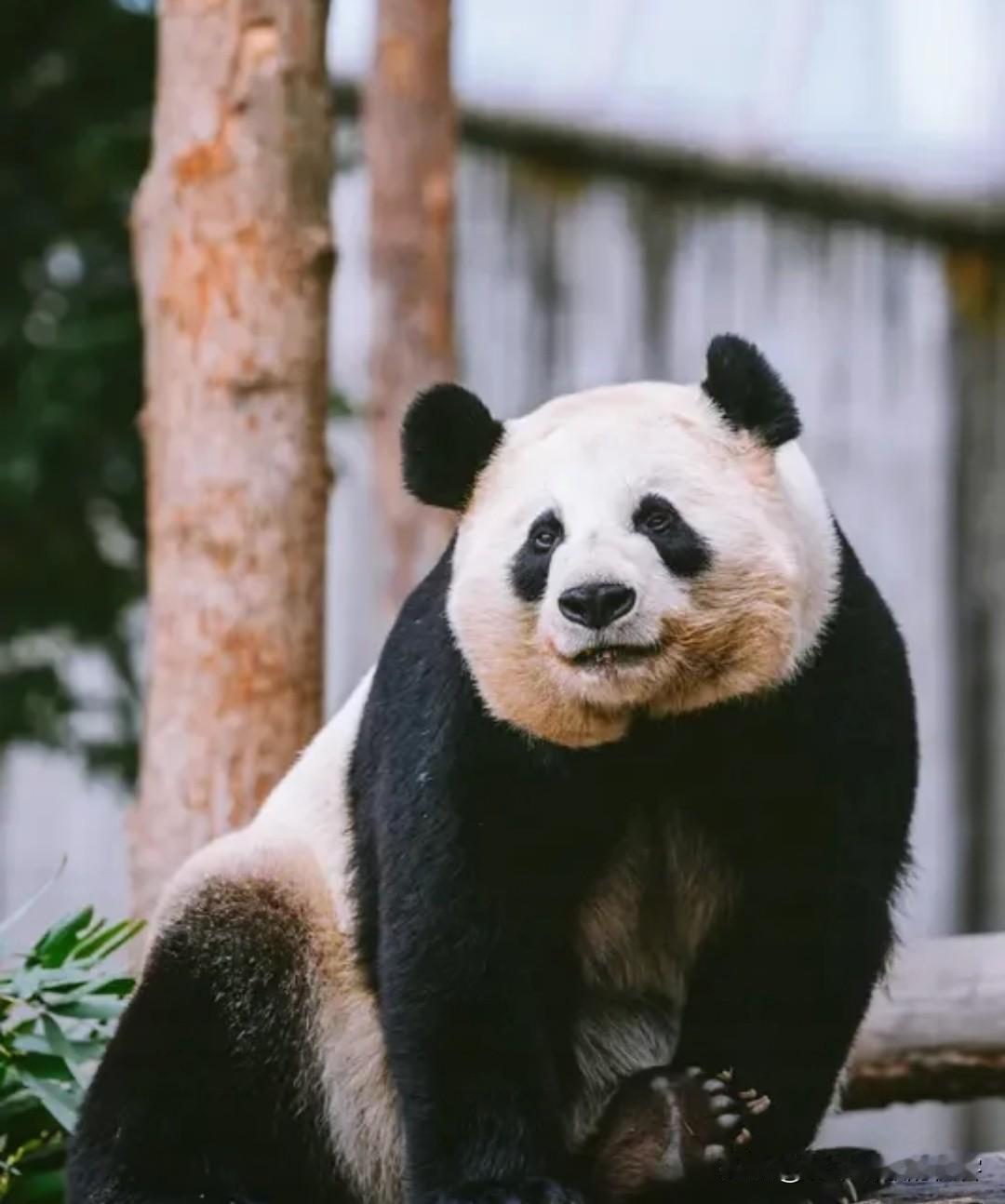 我国赴日本的大熊猫死了这么多只，为什么还坚持赠予？首先要明确两个关键事实：第