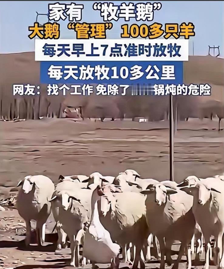 内蒙古一男子，因家中2只大鹅总打架，便把其中一只放在羊圈喂养。这故事有点神奇