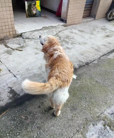 小狗见到人摇尾巴代表什么？狗狗摇尾巴大家都懂是开心，但其实尾巴不同摇法有不同意思