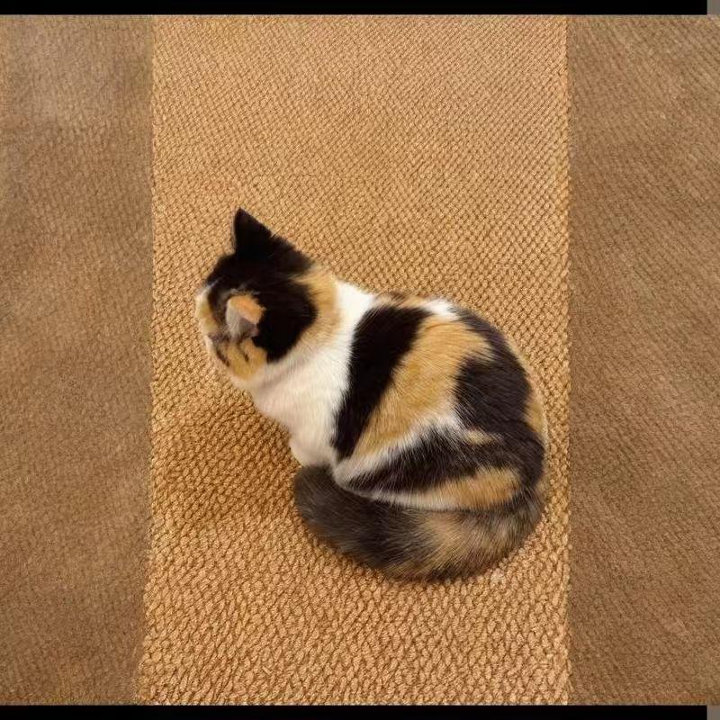 三花猫基本都是母猫，出公猫的几率是几十万分之一，所以三花公猫特别稀有，三花公猫是