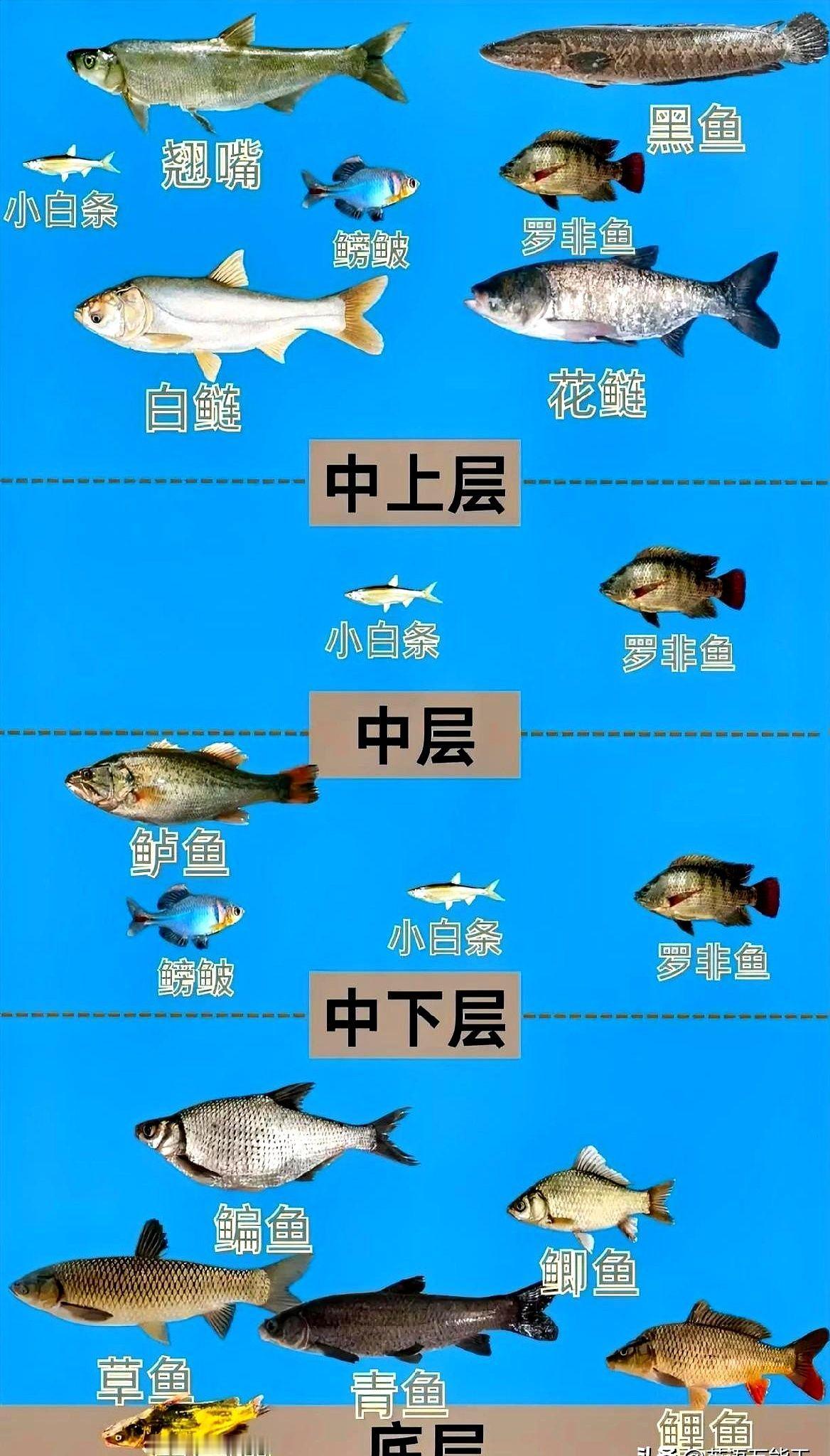 钓鱼时，精准找准鱼所在的水层至关重要。这不仅仅是靠运气猜，而是要看懂鱼为什么