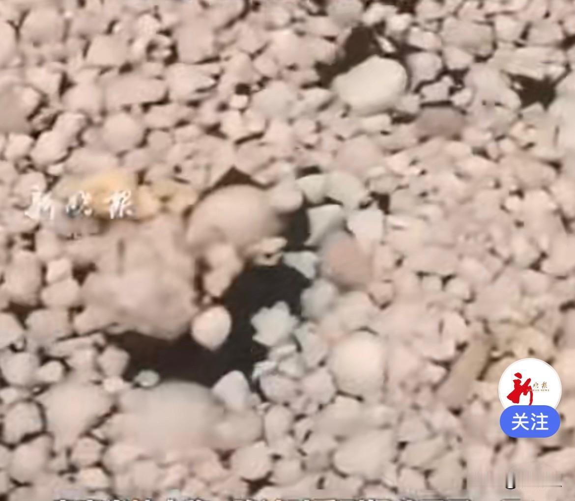 国庆假期，四川宜宾合江门景区火出圈了，不是因为美景，而是游客过度喂鱼的离谱场面…