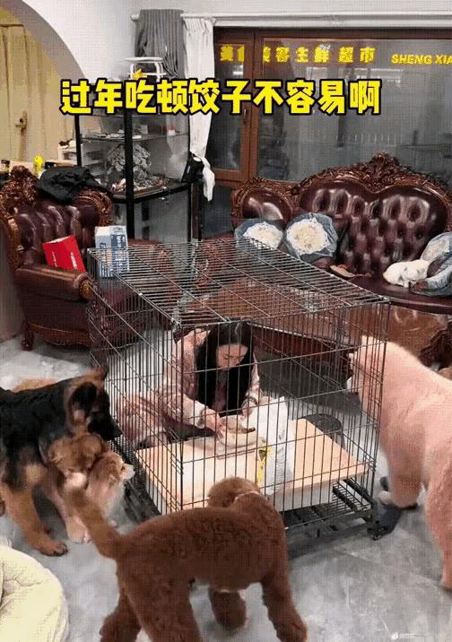 这算是“活成狗”吗？请问一下爱狗人士看到这，有何感想吗