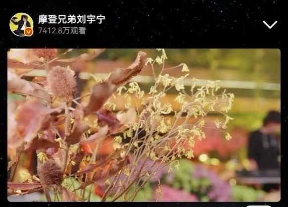 刘宇宁直播这一块儿我敢说在内娱是神一样的存在，也是对摩饭独一份的宠爱
