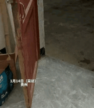 泪目了！动物之间也会有有福同享的友情，一位小姐姐养了一只猫咪，这天她的猫咪吃饭吃