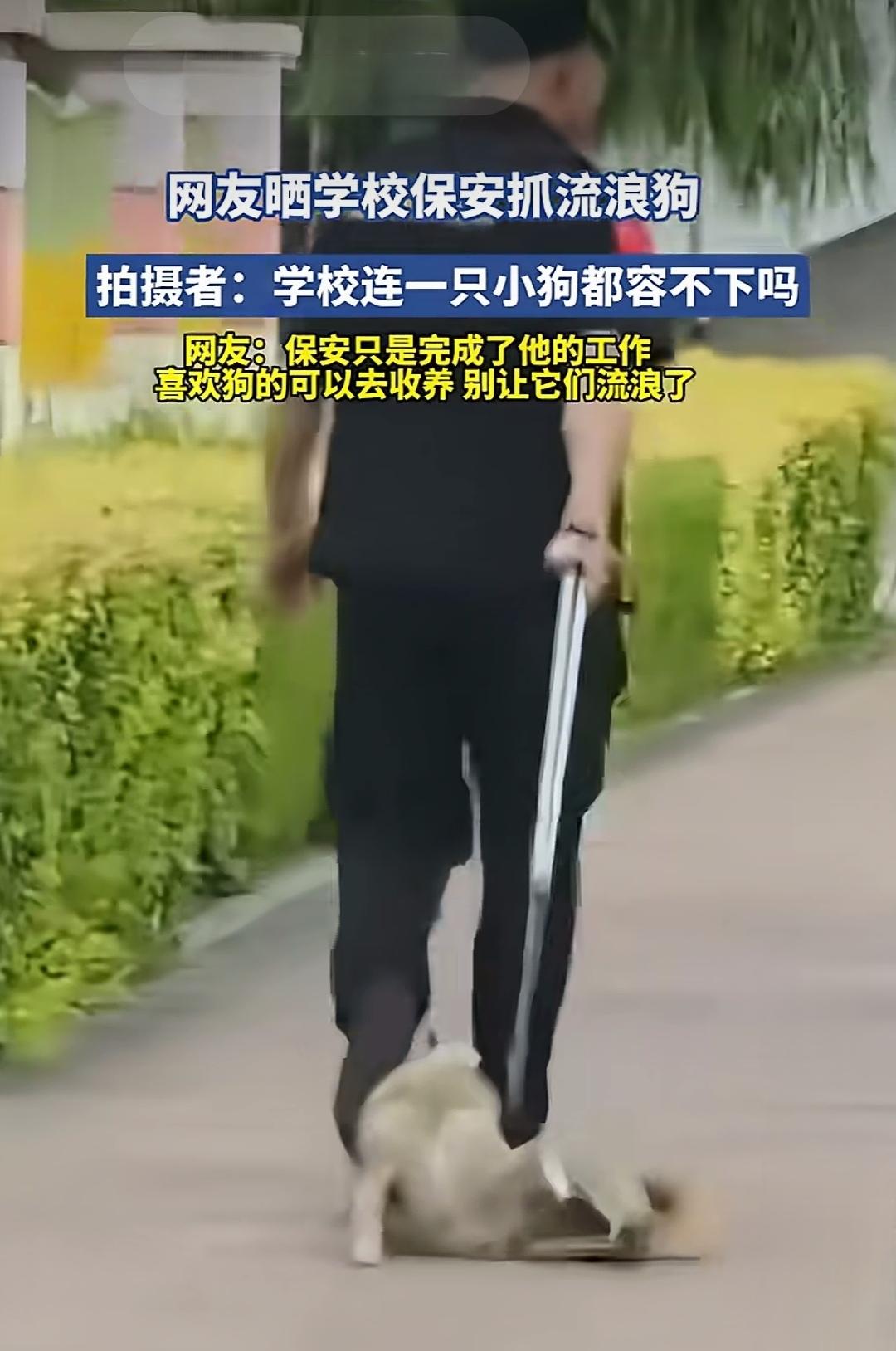 哪儿来的流浪狗？以遗弃罪与危害公共安全罪二罪并罚，方能从根源上解决问题！违法