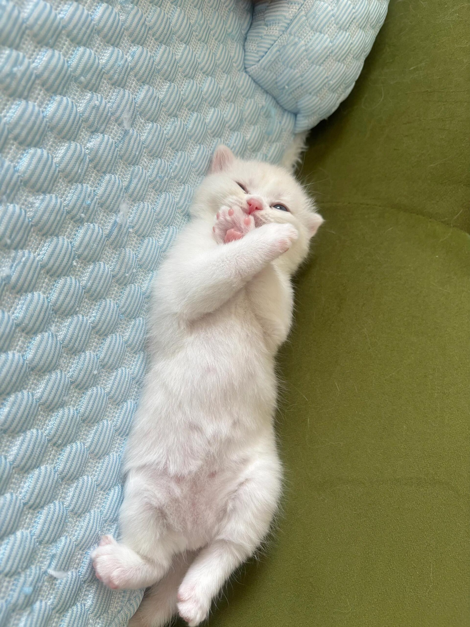 最佳赏味期小猫