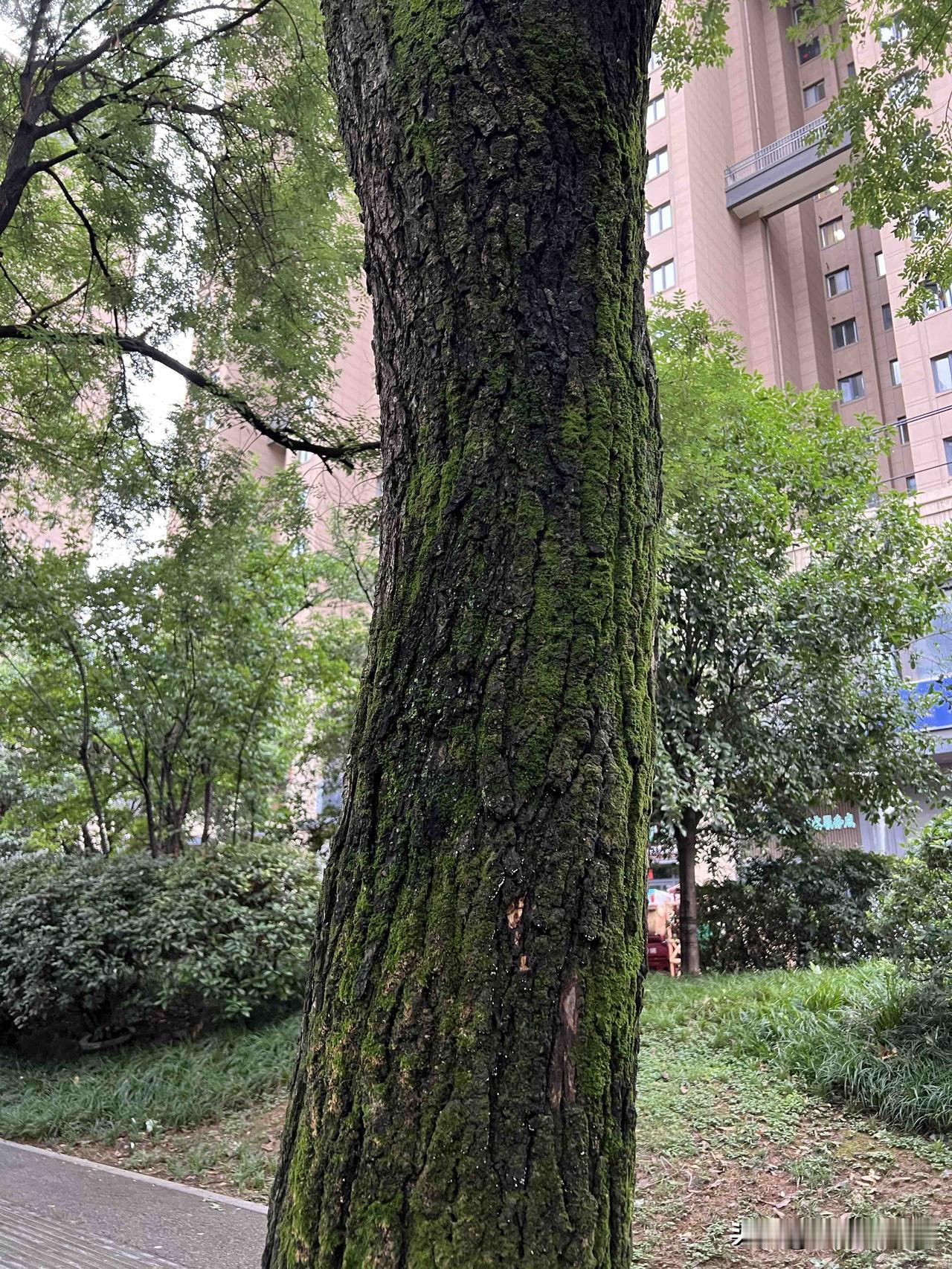 8月5日处于中伏节气的西安竟然有了晚秋的感觉淅淅沥沥的大雨下了一天城