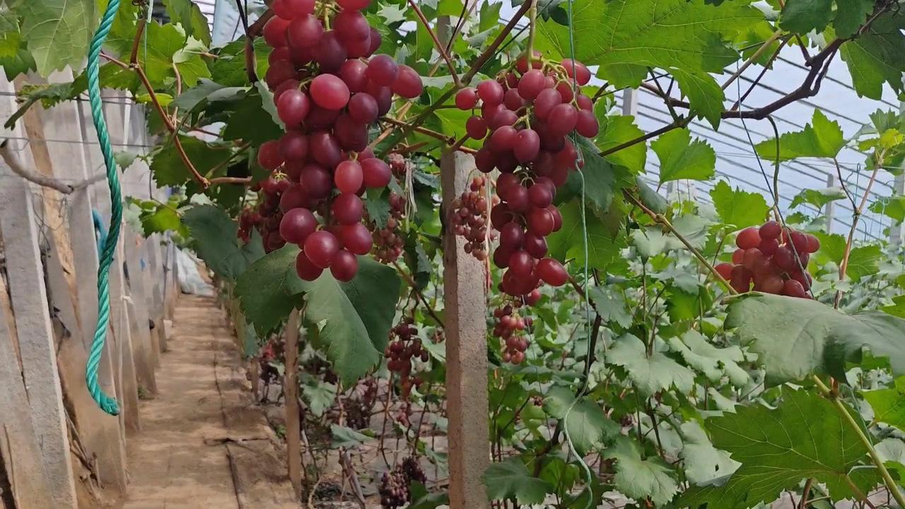 🍇春红4号第一年挂果就这么惊艳？来看看这位种植户的管理有多绝！1️⃣挂果量