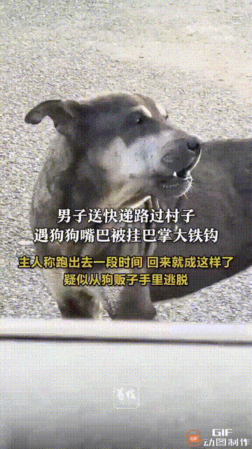 浙江绍兴诸暨一名男子去到一处村子里送快递时，看见一只小狗的嘴上，挂着一个巴掌大的