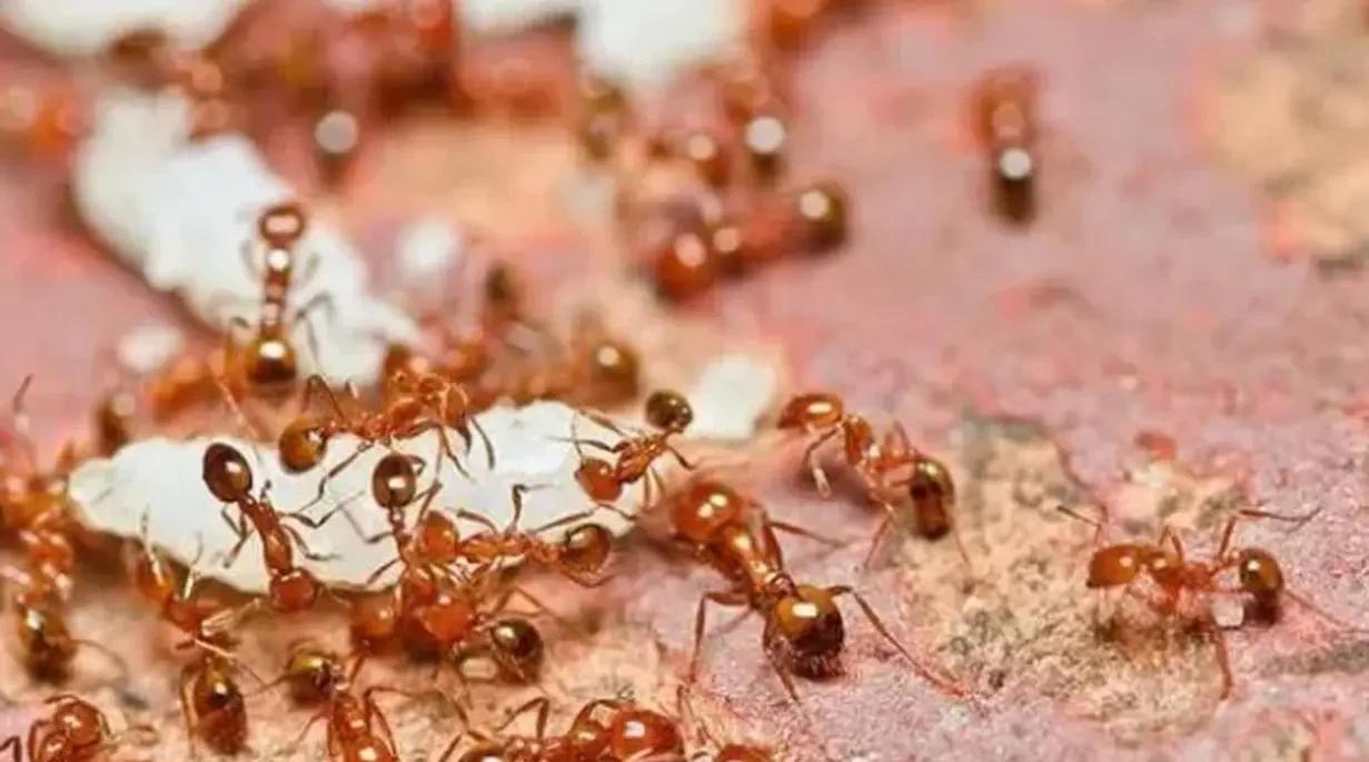 1999年，美国一名金融女高管在4400米高空跳伞时，突然发现自己的伞包打不开了