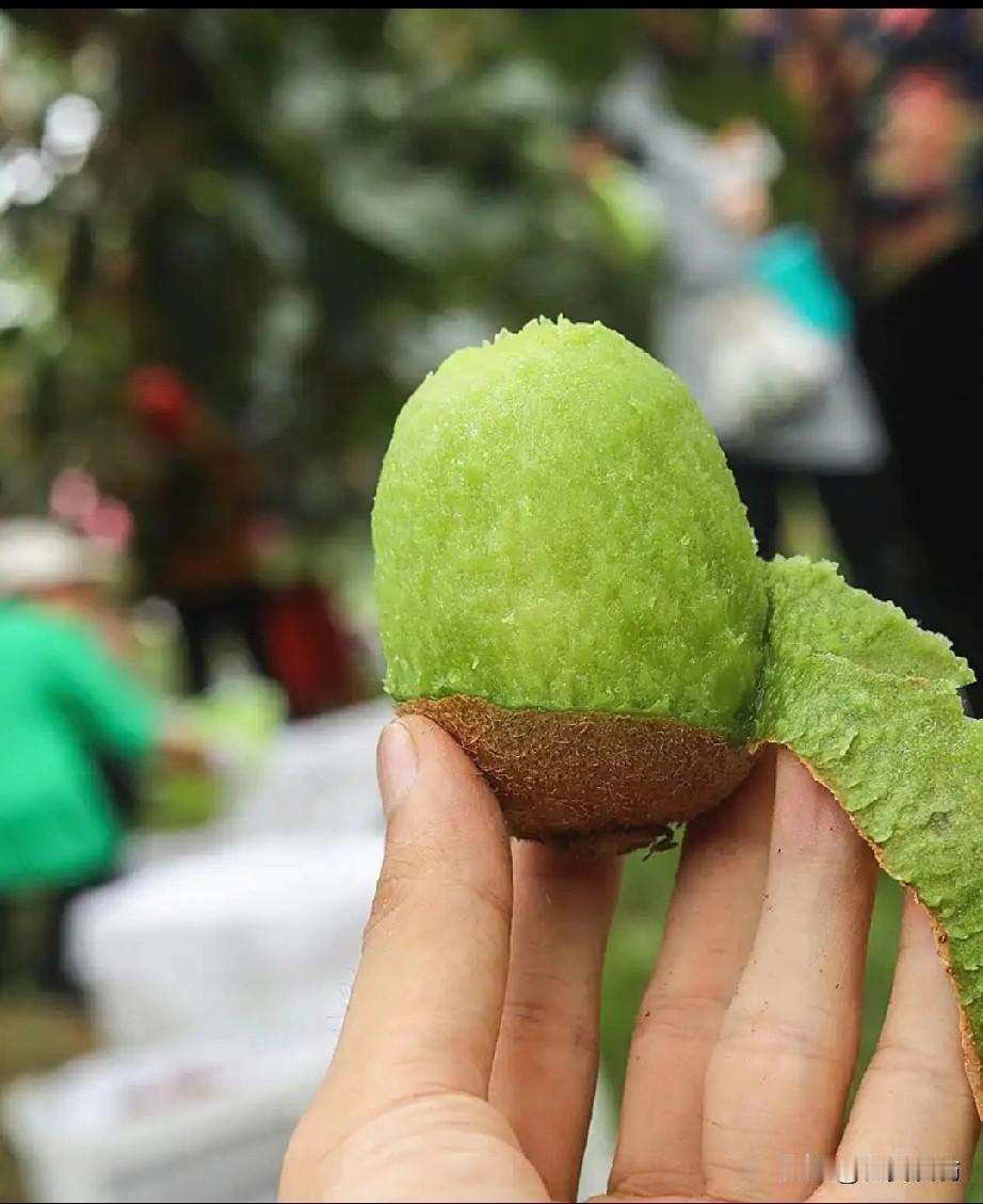 原以为城里卷，没想到在农村，今年的农资行业竟也卷的昏天黑地。我所在的农资公司，