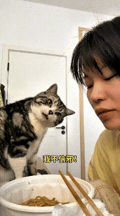 这段视频我反复看了好几遍，小猫的举动实在有趣。主人坐在一旁吃饭，嘴巴不停咀嚼，小