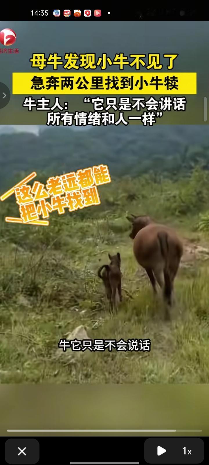 11月7日，福建龙岩。母牛发现小牛不见了，急奔两公里找到小牛犊。牛主人张先生介绍