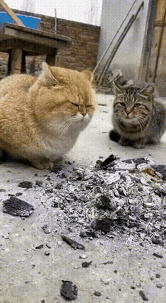 笑不活了！狸花猫这一个喷嚏，直接把橘猫坑成“黑炭脸”，这波操作绝对是故意的