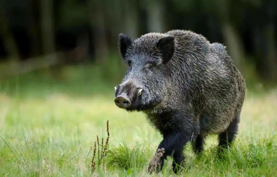 不少人都不清楚，碰到野猪别跑，也别装死。 野猪虽说凶猛，但也有致命弱点，如果